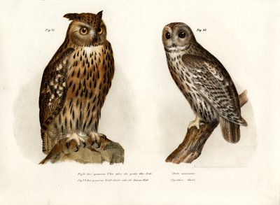 Eagle Owl by German School